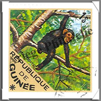 Singes (Pochettes)